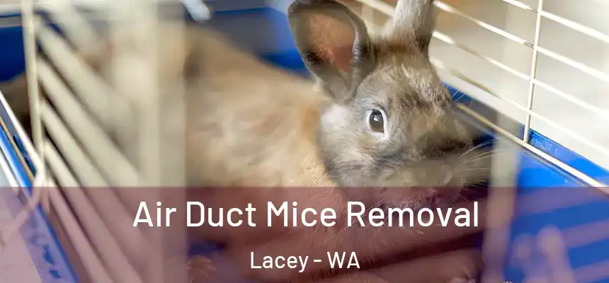  Air Duct Mice Removal Lacey - WA