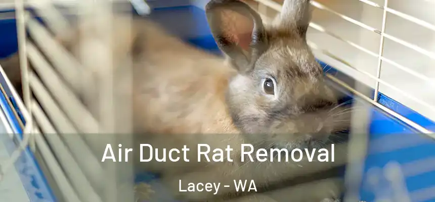 Air Duct Rat Removal Lacey - WA