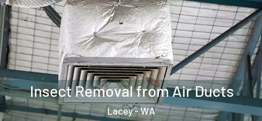 Insect Removal from Air Ducts Lacey - WA