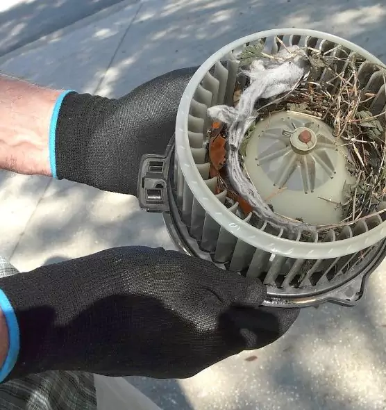 About Air Duct Mice Removal in Lacey, WA